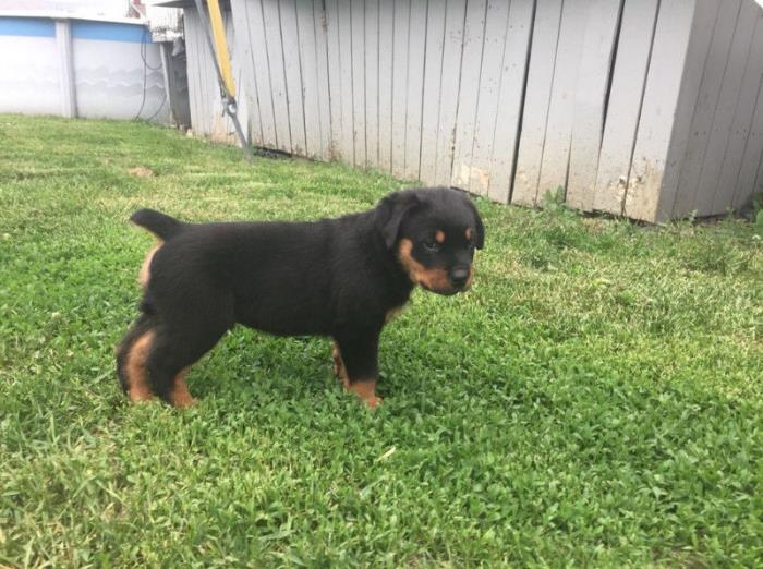 cachorros rottweiller macho y hembra