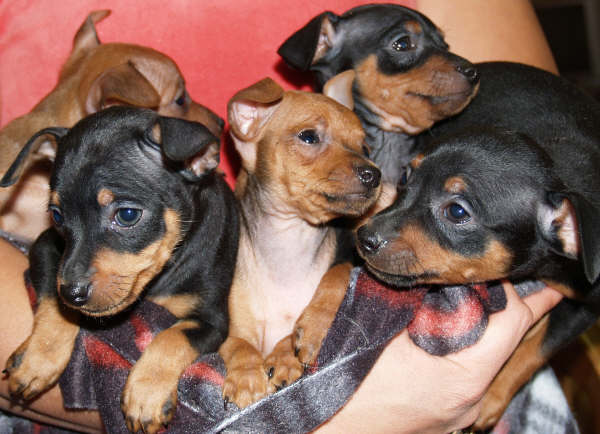 ¡ fabulosos cachorritos de mini pncher !