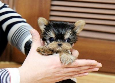 libre cachorros yorkshire terrier