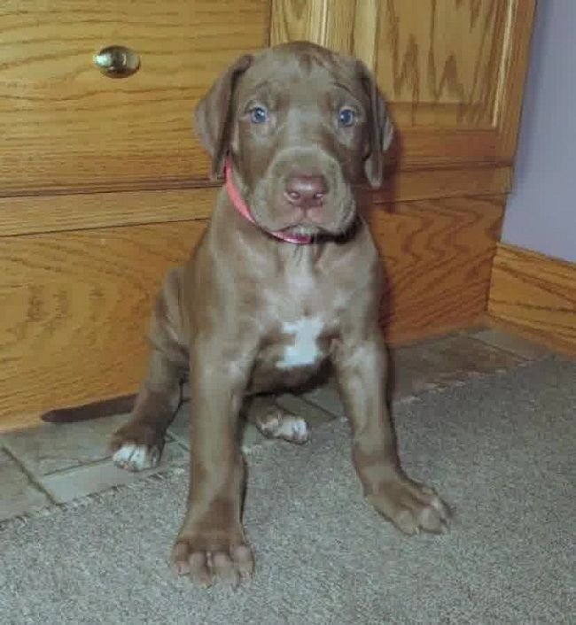 cachorros adorables gran danes para regalo