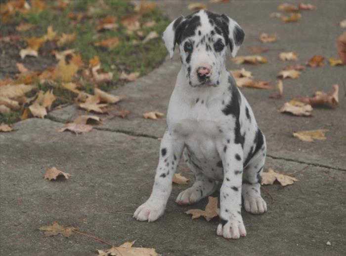 gran danes para regalo