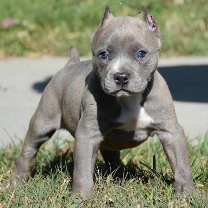 cachorros inteligentes pitbull para su aprobación