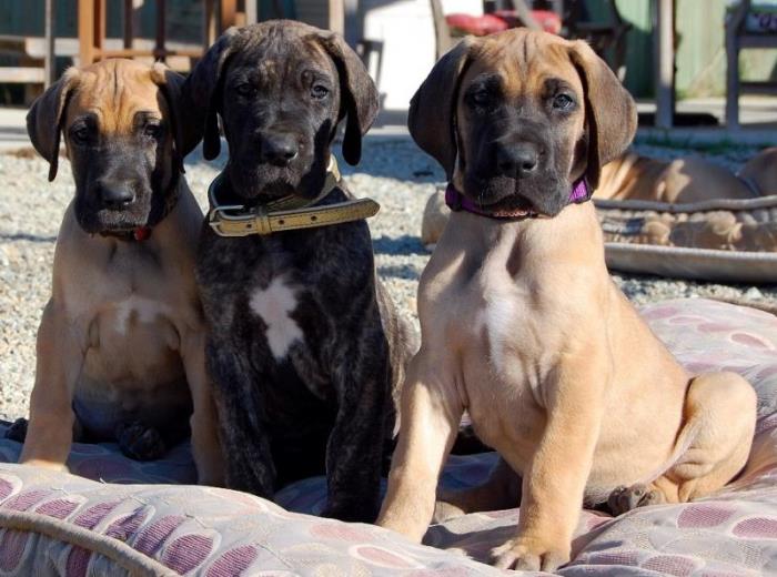 cachorros gran danes para regalo