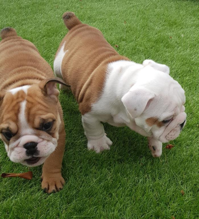 cachorros de bulldog inglés