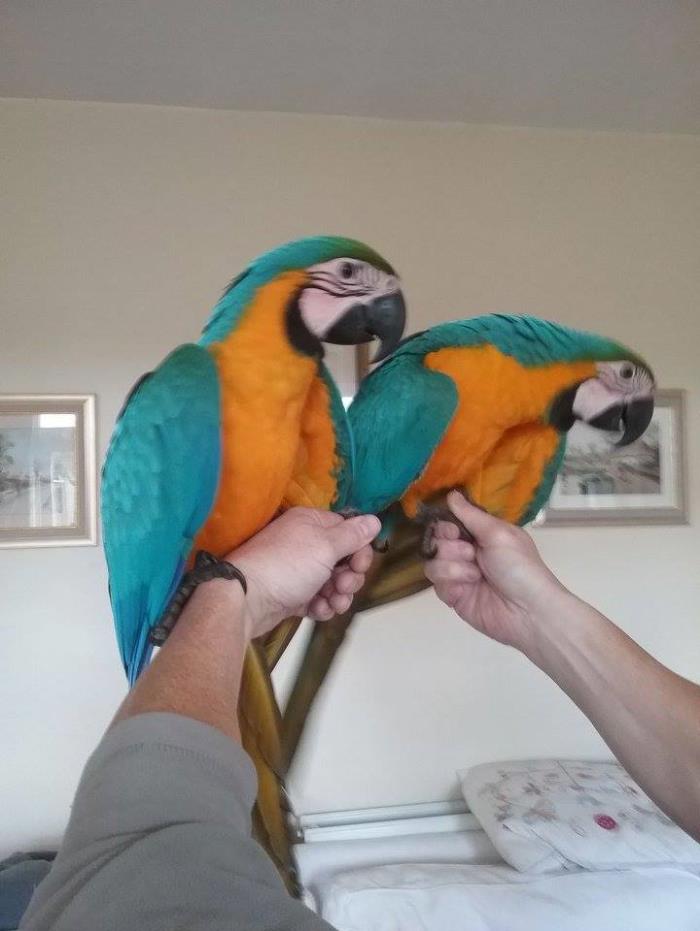 regalo azul y oro loros guacamayo para adopcion