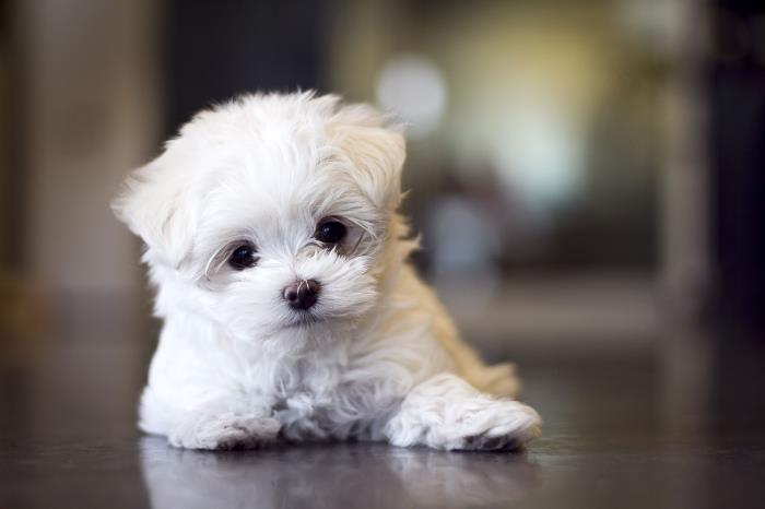 bichon maltes toy