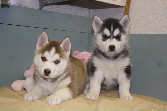 offtera magníficos cachorros de husky siberiano