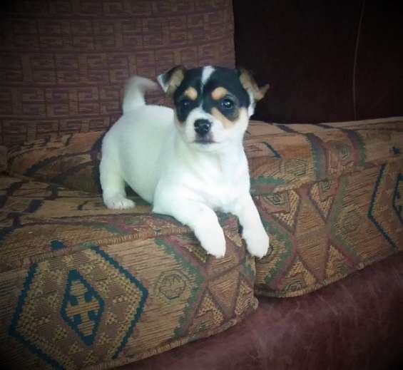 jack russel cachorros exelente para regalo adopcion