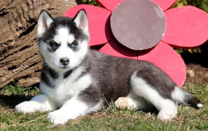 husky sberiano lsto para adopcion