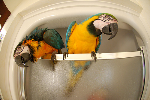 adorables loros guacamayo azul y oro