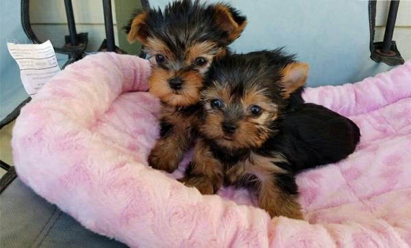 regalo grati cachorros toy de yorkshire terrier