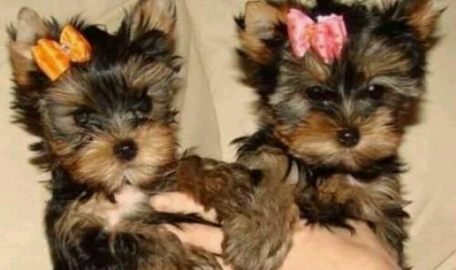 adorables cachorros yorkshire terrier.