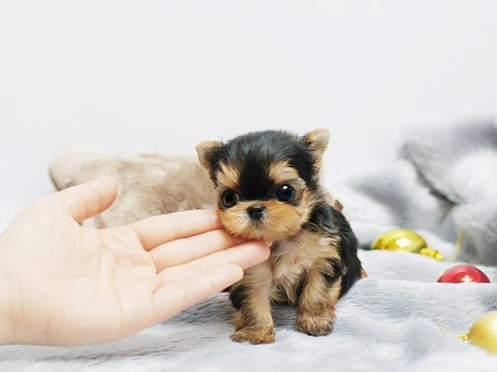 teacup yorkie cachorros para venta