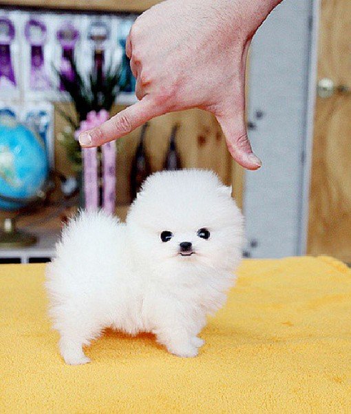 pequeños cachorros de pomerania