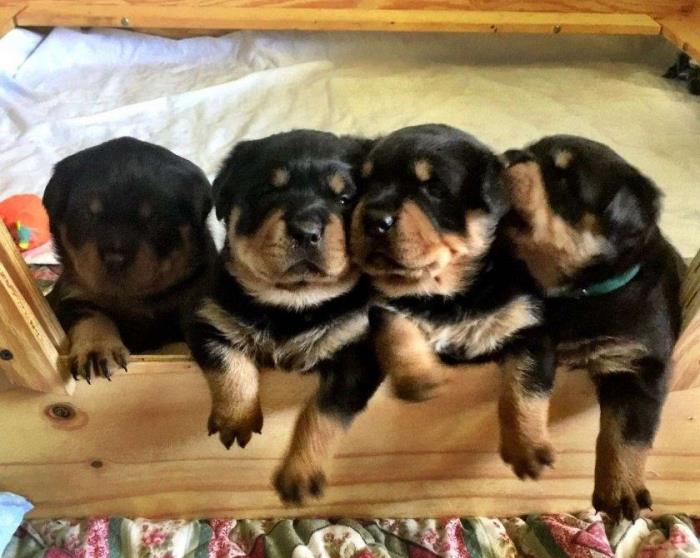 hermosos cachorros rottwieler registrados en akc