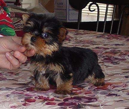 yorkie terrier cachorros para adopción