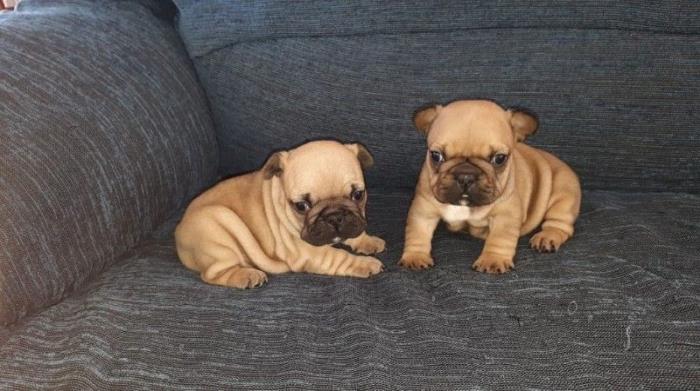 cachorros bulldog francés machos y hembras.