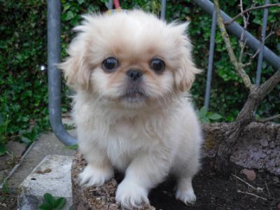 vende bello cachorro de pekines macho