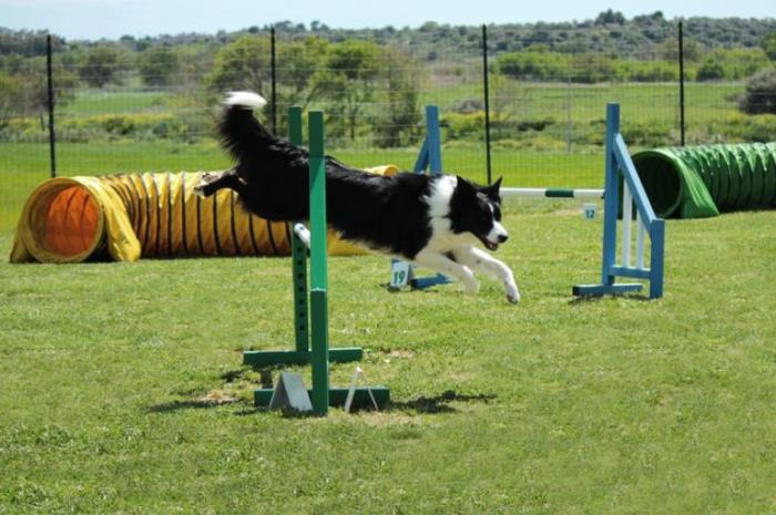 curso de auxiliar veterinario con prácticas