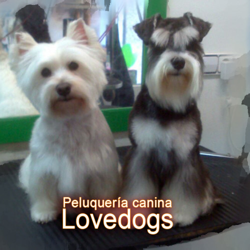 peluquería canina