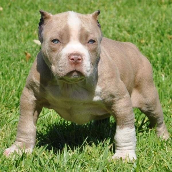 regalo pitbull cachorros