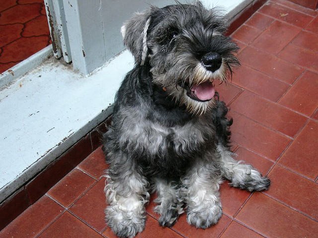 maravillosa miniatura de schnauzer lista para su adopción