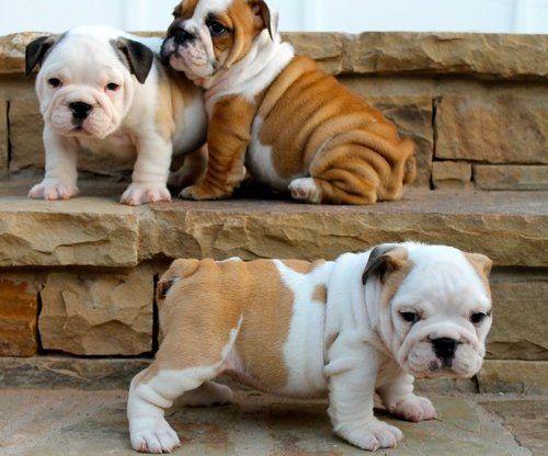 espectacular camada de bulldog ingles de calidad