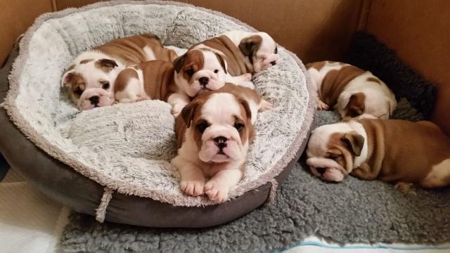 espectacular camada de bulldog ingles de calidad