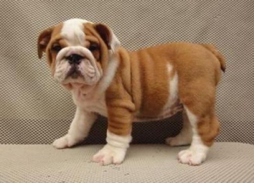 espectacular camada de bulldog ingles de calidad