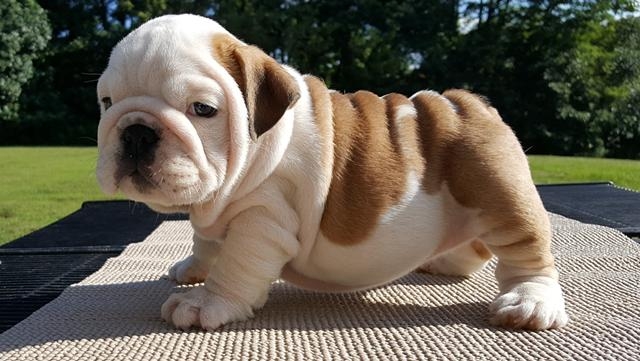 bulldog inglés cachorros para su adopción.