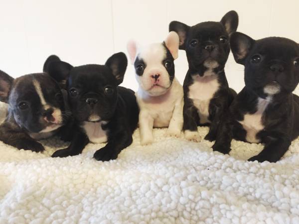 oferta magníficos cachorros bulldog frances gratis