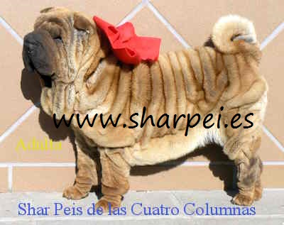 shar peis cachorros