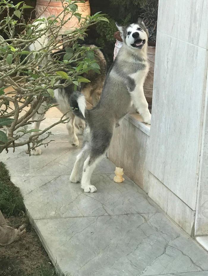 alaskan malamute