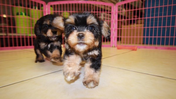 taza de té yorkie cachorros en busca de nuevos hogares