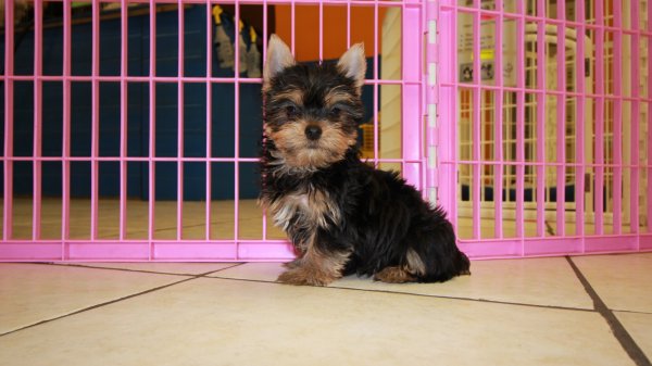 taza de té yorkie cachorros en busca de nuevos hogares