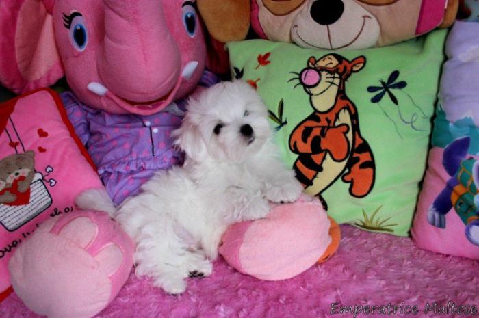 cachorros bichon maltes.