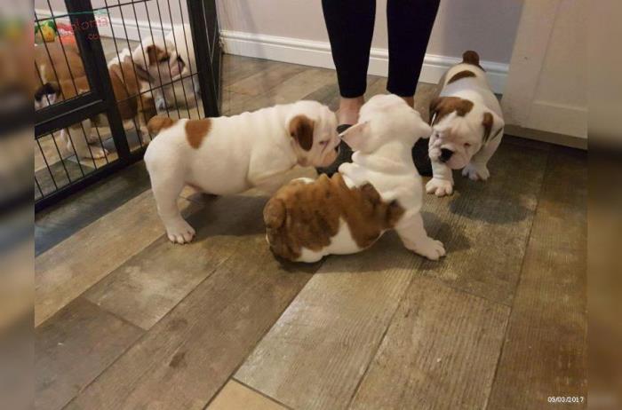 bull terrier, beagle bulldog frances y ingles