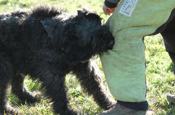 cachorros de bouvier de flandes