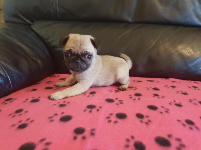 cachorros de pug carlino muy cariñosos