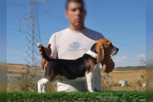 beagle tricolor