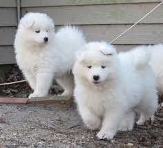 hermosa samoyedo en adopción.