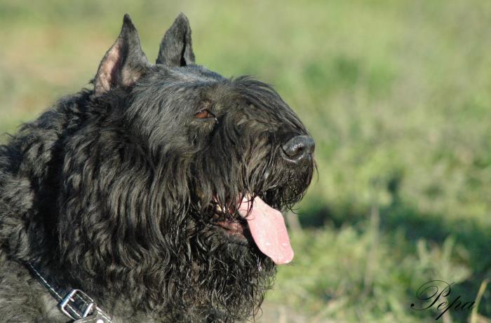 cachorros de bouvier de flandes