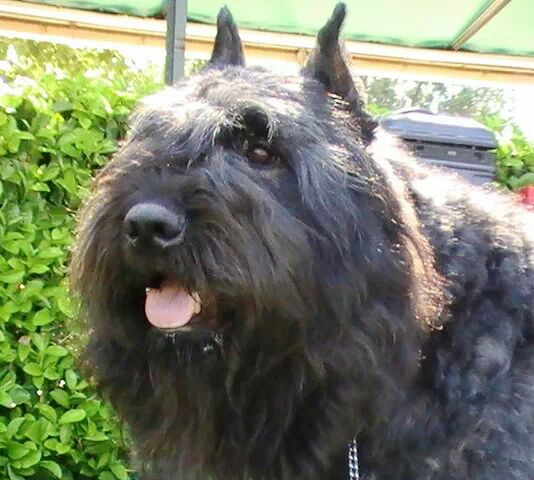 cachorros de bouvier de flandes