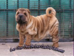 cachorros shar peis de las cuatro columnas