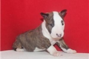 adopta a regal0 cachorros bull terrier minatura en adopcion