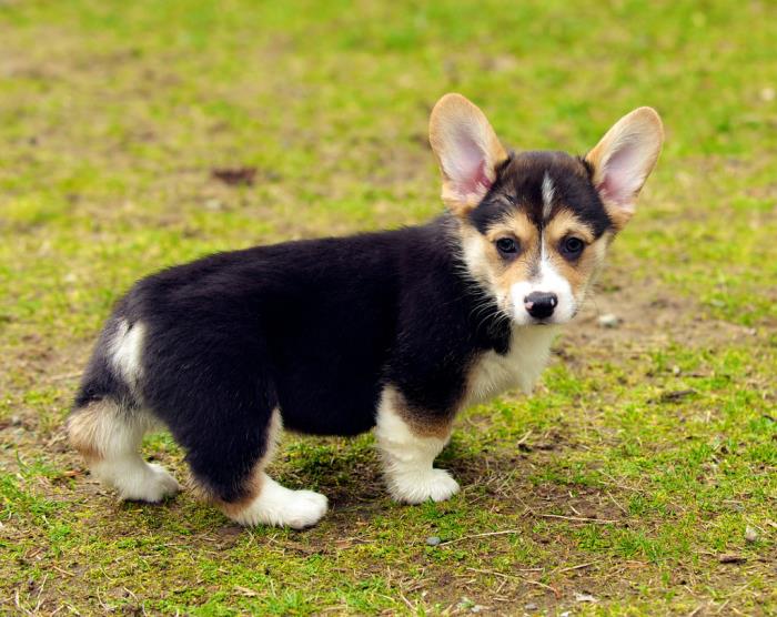 pembroke welsh corgi cachorros