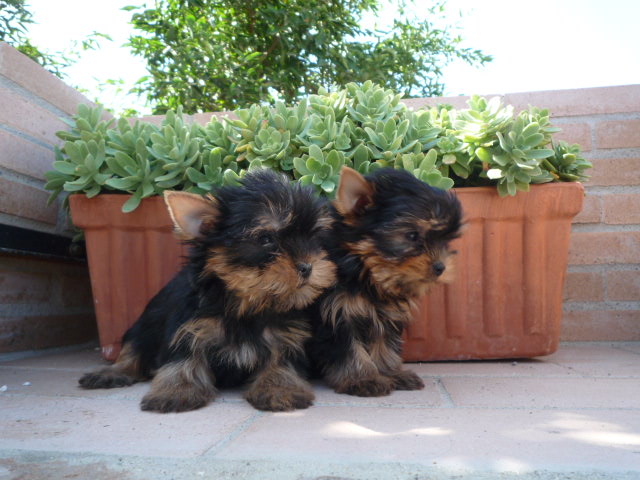 adorable cachorros bichon maltes para adopcion