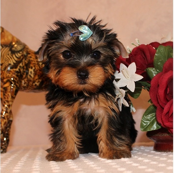 excelente camada de yorkshire terrier minis.