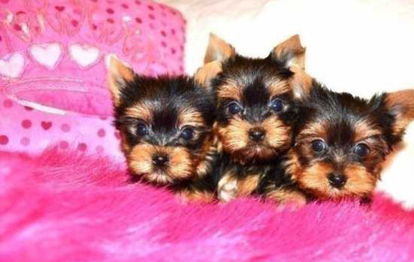 yorkshire terrier puros