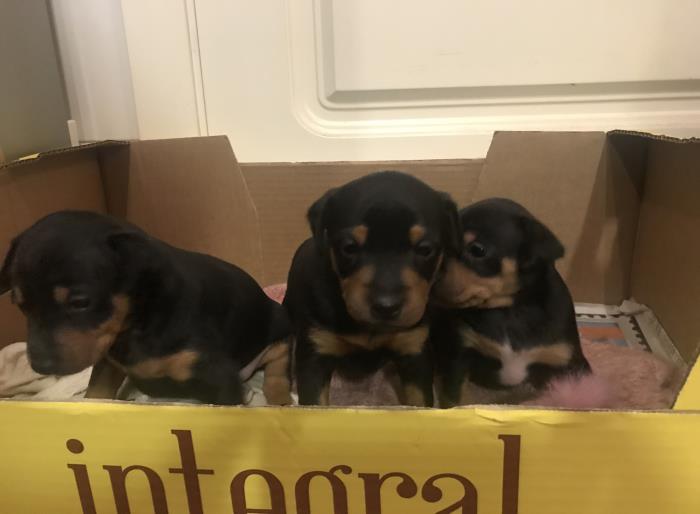 se venden cachorros de ratero